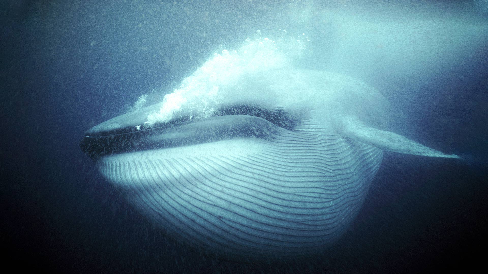 Was und wie frisst ein Blauwal? Wieviel Nahrung kann er aufnehmen? Wie nehmen Blauwale Nahrung auf?